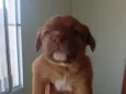cachorrinhos