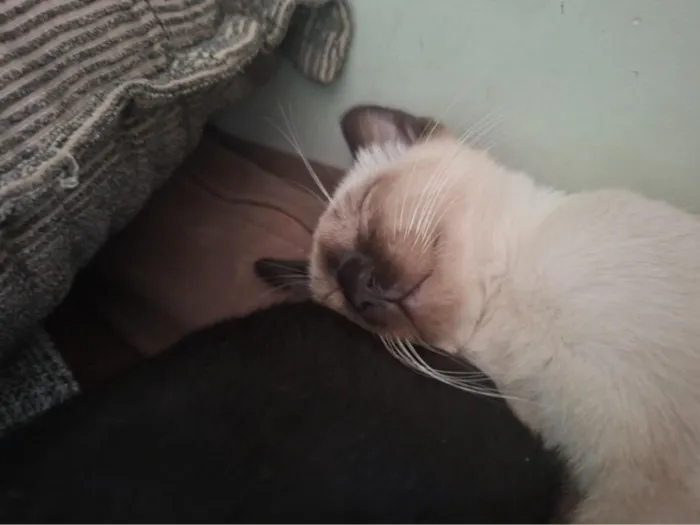 Gato raça Siamês idade 2 a 6 meses nome Bianca