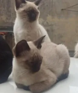 Gato raça Siamês idade 2 a 6 meses nome Bianca
