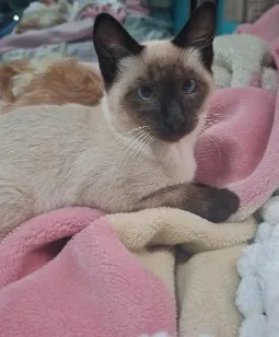 Gato raça Siamês idade 2 a 6 meses nome Bianca