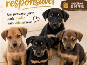 Cachorro raça SRD-ViraLata idade 7 a 11 meses nome não tem 