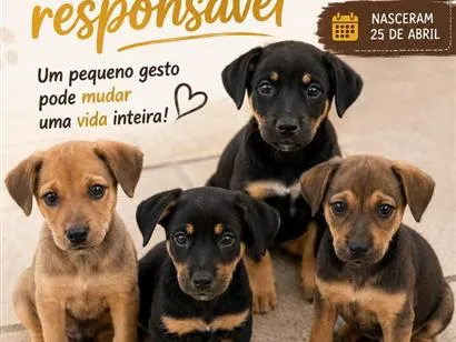 Cachorro raça SRD-ViraLata idade 7 a 11 meses nome não tem 