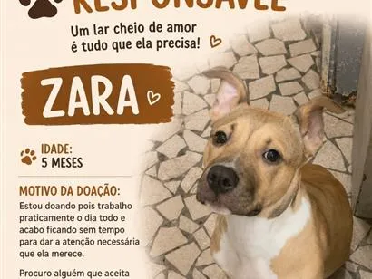 Cachorro raça Pit-Bull idade 2 a 6 meses nome Zara