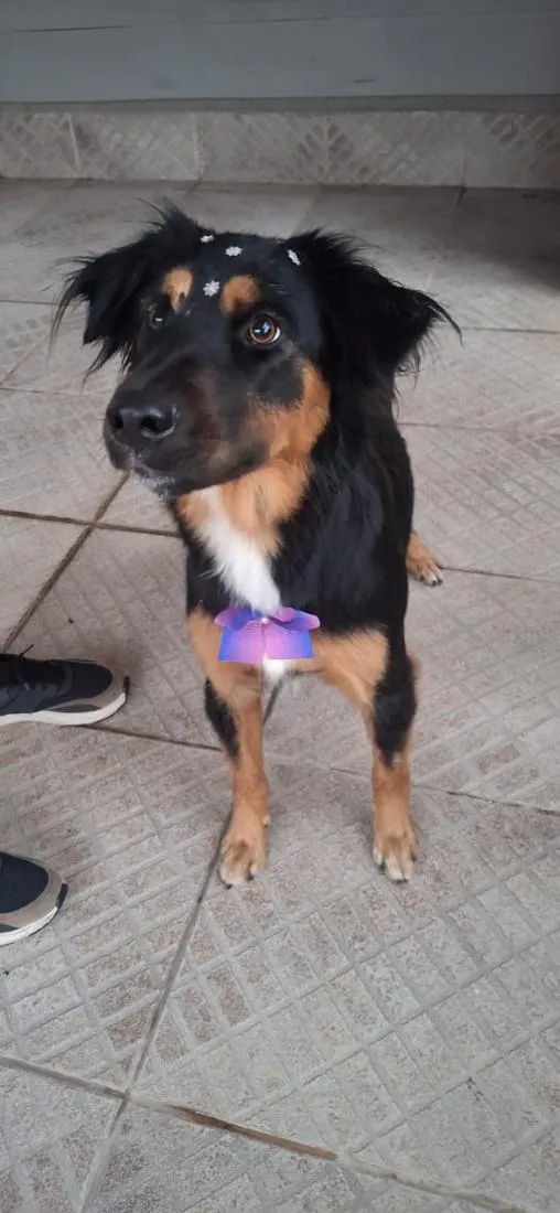 Cachorro raça SRD-ViraLata idade 1 ano nome zara