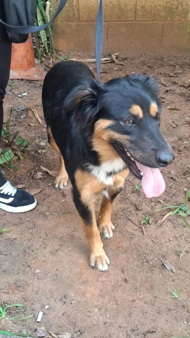 Cachorro raça SRD-ViraLata idade 1 ano nome zara