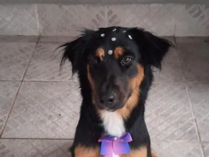 Cachorro raça SRD-ViraLata idade 1 ano nome zara