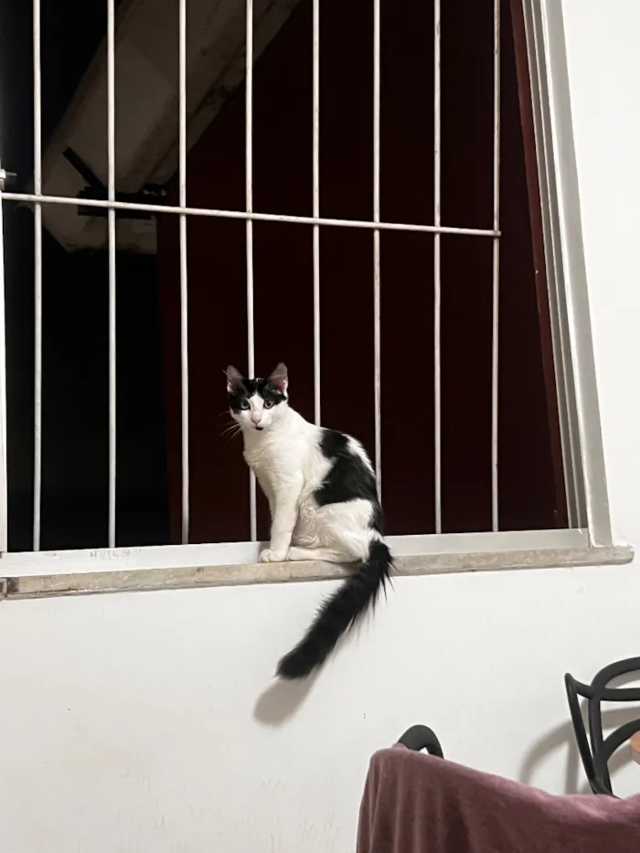 Gato raça SRD-ViraLata idade 2 a 6 meses nome Luna