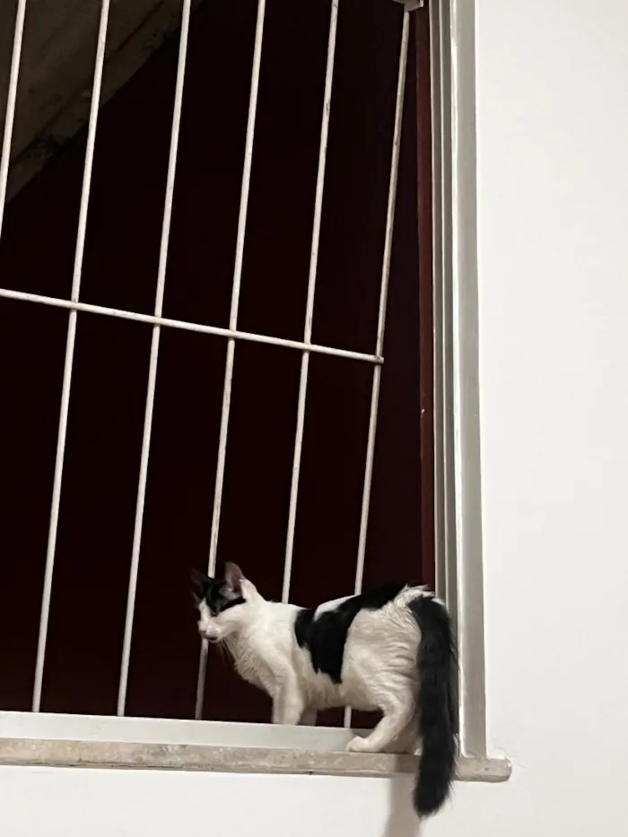 Gato raça SRD-ViraLata idade 2 a 6 meses nome Luna