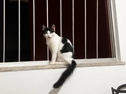 Gato raça SRD-ViraLata idade 2 a 6 meses nome Luna