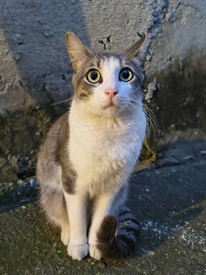 Gato raça SRD-ViraLata idade 7 a 11 meses nome Pernalonga