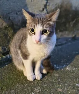 Gato raça SRD-ViraLata idade 7 a 11 meses nome Pernalonga
