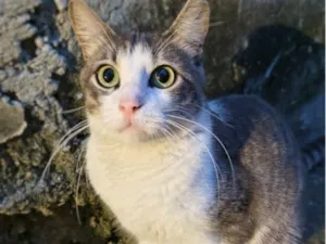 Gato raça SRD-ViraLata idade 7 a 11 meses nome Pernalonga