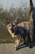 Filó