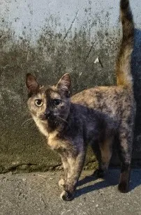 Gato raça SRD-ViraLata idade 7 a 11 meses nome Filó