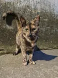 Filó
