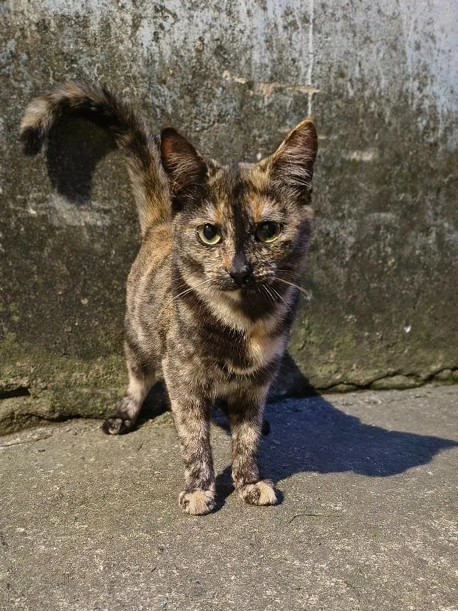 Gato raça SRD-ViraLata idade 7 a 11 meses nome Filó