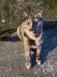 Filó