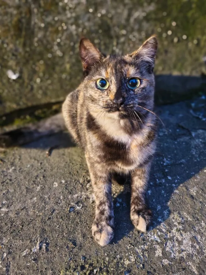 Gato raça SRD-ViraLata idade 7 a 11 meses nome Filó