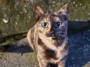 Gato raça SRD-ViraLata idade 7 a 11 meses nome Filó