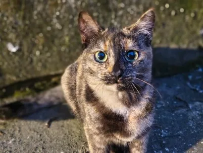Gato raça SRD-ViraLata idade 7 a 11 meses nome Filó