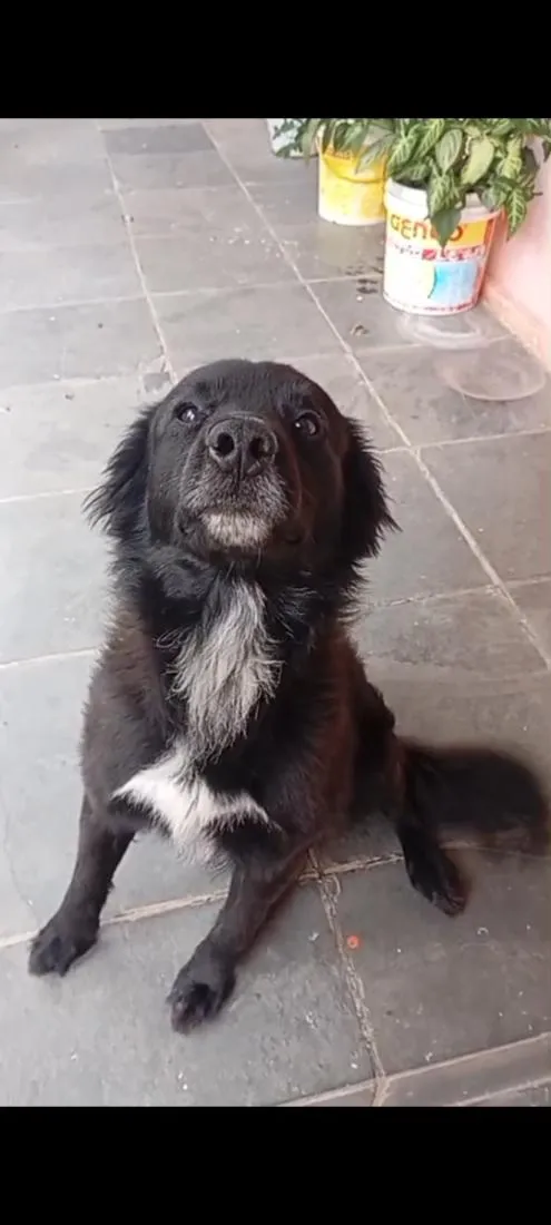 Cachorro raça SRD-ViraLata idade 3 anos nome Spake