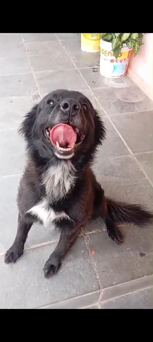 Cachorro raça SRD-ViraLata idade 3 anos nome Spake