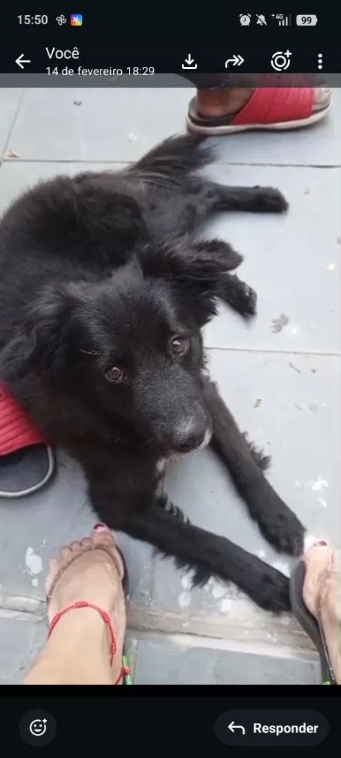 Cachorro raça SRD-ViraLata idade 3 anos nome Spake