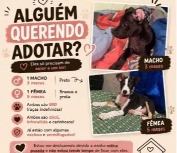 Cachorro raça SRD-ViraLata idade 2 a 6 meses nome aurora e zeus 