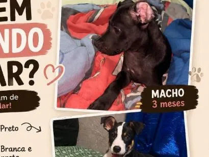 Cachorro raça SRD-ViraLata idade 2 a 6 meses nome aurora e zeus 