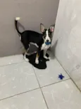 aurora e zeus 