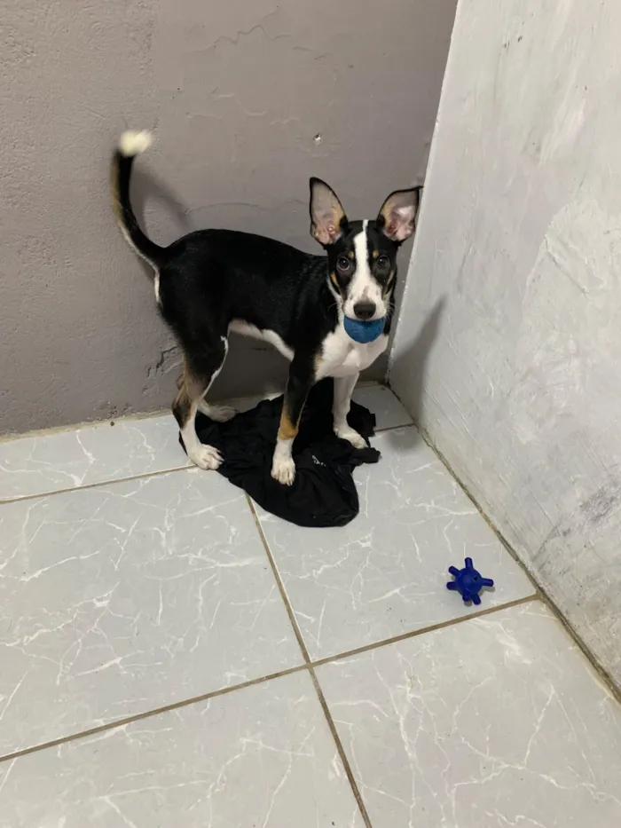 Cachorro raça SRD-ViraLata idade 2 a 6 meses nome aurora e zeus 
