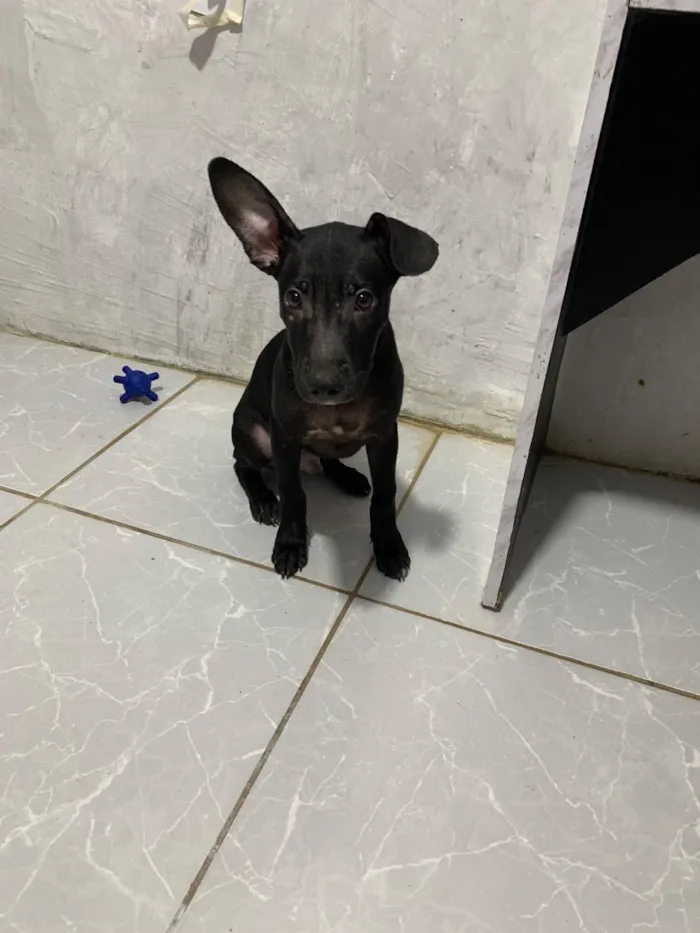 Cachorro raça SRD-ViraLata idade 2 a 6 meses nome aurora e zeus 