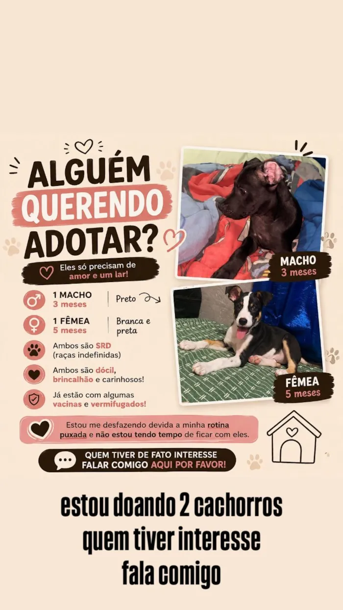 Cachorro raça SRD-ViraLata idade 2 a 6 meses nome aurora e zeus 