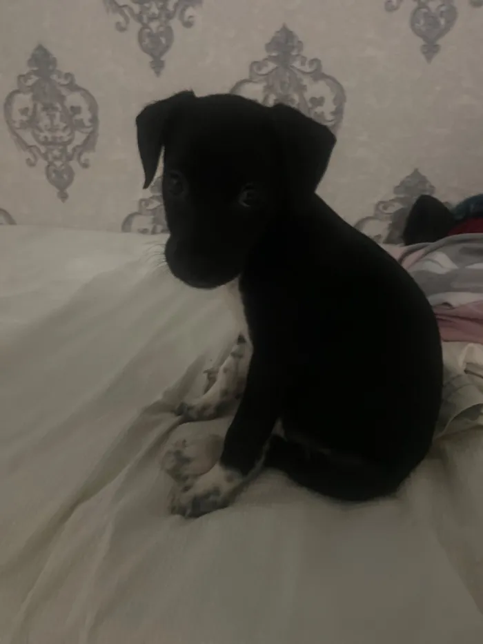 Cachorro raça SRD-ViraLata idade 2 a 6 meses nome Melissa