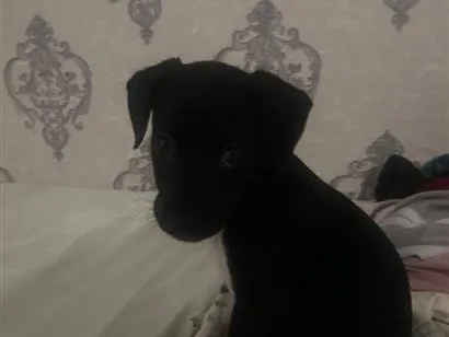 Cachorro raça SRD-ViraLata idade 2 a 6 meses nome Melissa