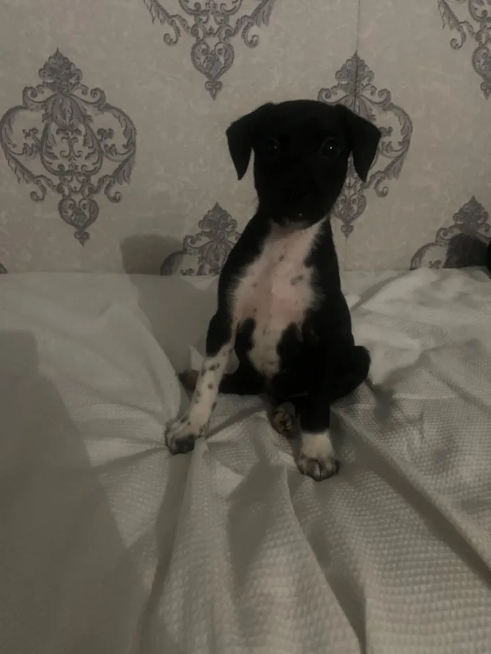 Cachorro raça SRD-ViraLata idade 2 a 6 meses nome Melissa