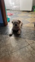 Chico