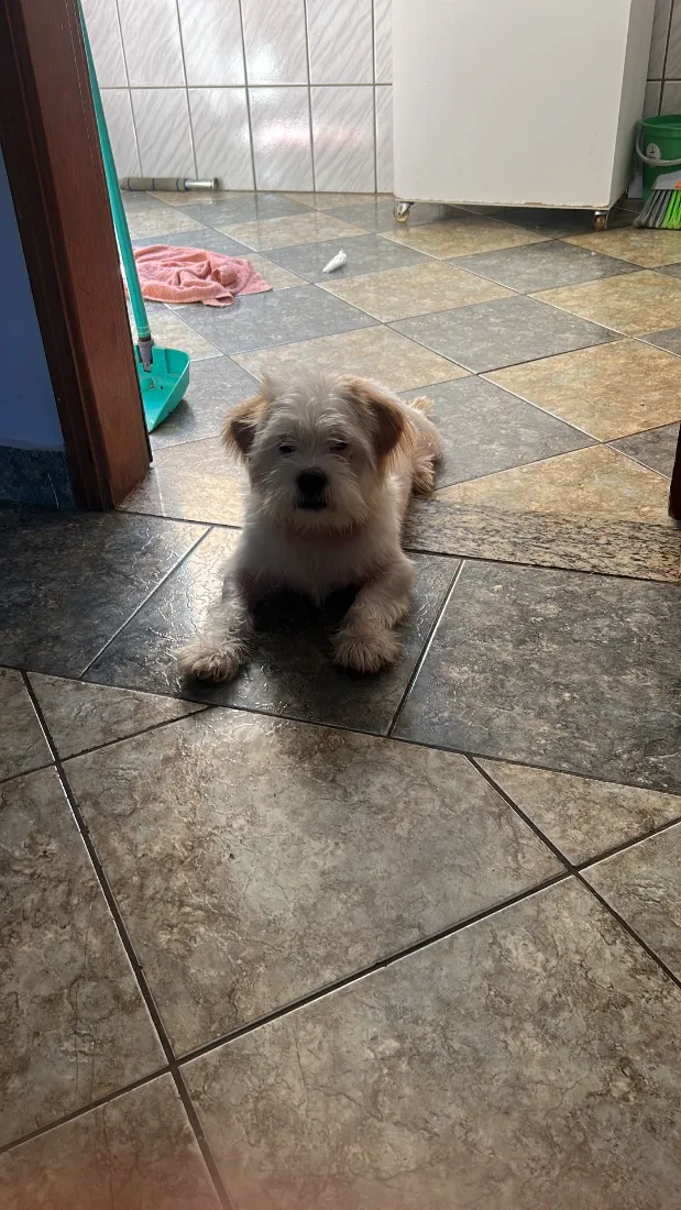 Cachorro raça Lhasa Apso idade 2 a 6 meses nome Chico