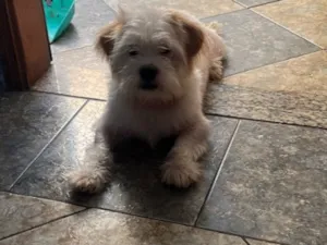 Cachorro raça Lhasa Apso idade 2 a 6 meses nome Chico