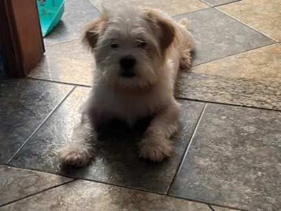 Cachorro raça Lhasa Apso idade 2 a 6 meses nome Chico