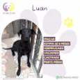 Luan