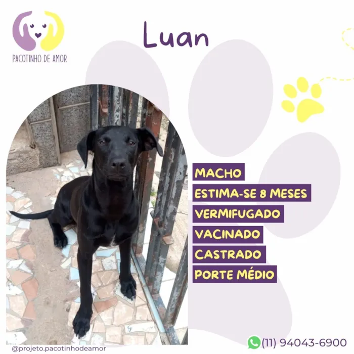 Cachorro raça SRD-ViraLata idade 7 a 11 meses nome Luan