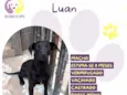 Luan