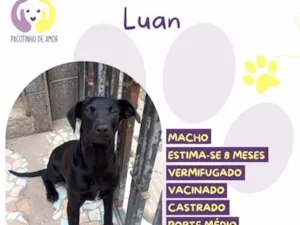 Cachorro raça SRD-ViraLata idade 7 a 11 meses nome Luan
