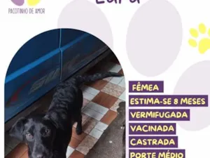 Cachorro raça SRD-ViraLata idade 7 a 11 meses nome Lara
