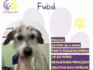 Cachorro raça SRD-ViraLata idade 3 anos nome Fubá