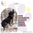 Levi