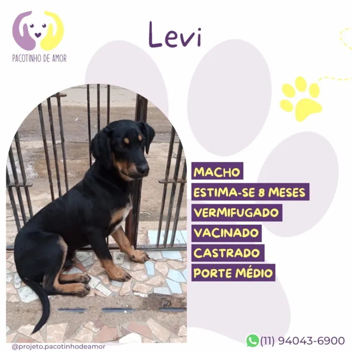 Cachorro raça SRD-ViraLata idade 7 a 11 meses nome Levi