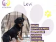 Levi