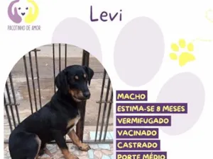 Cachorro raça SRD-ViraLata idade 7 a 11 meses nome Levi
